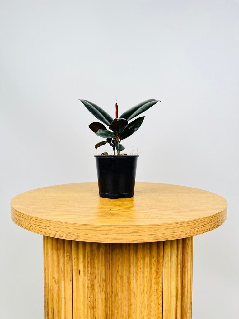 Ficus Elastica Burgundy | Uprooted