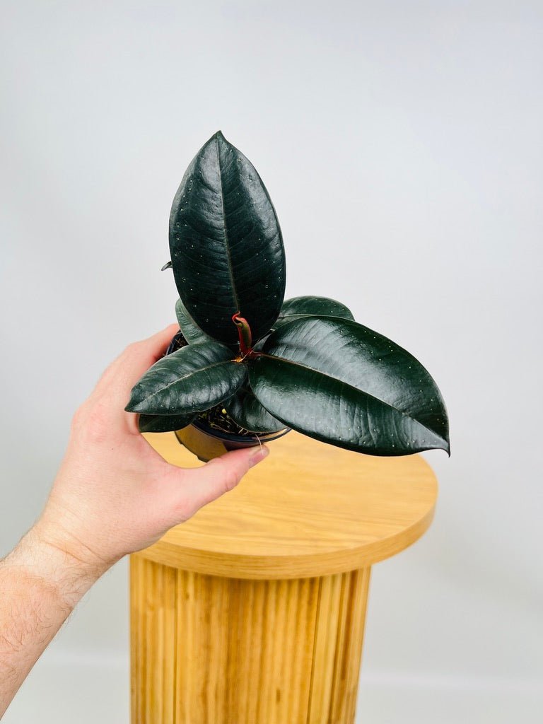 Ficus Elastica Burgundy | Uprooted