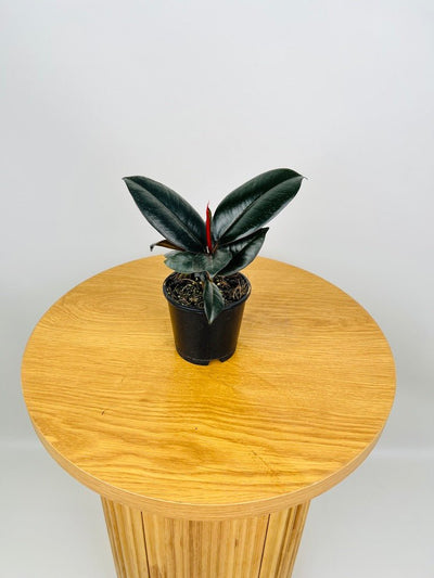 Ficus Elastica Burgundy | Uprooted