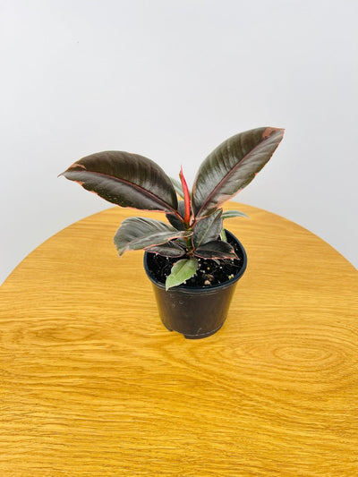 Ficus Elastica Ruby | Uprooted