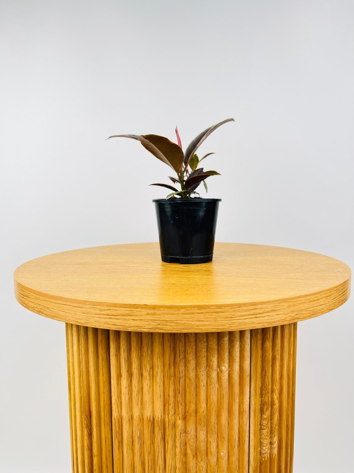 Ficus Elastica Ruby | Uprooted