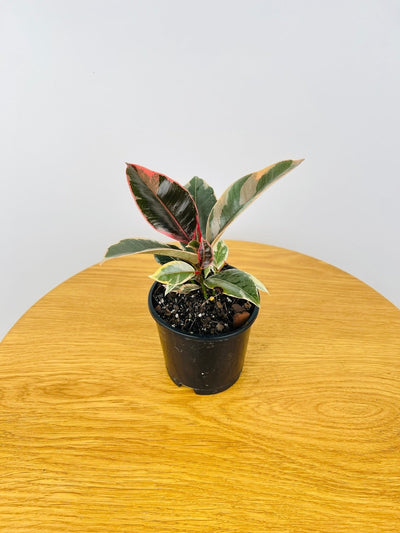 Ficus Elastica Tineke | Uprooted