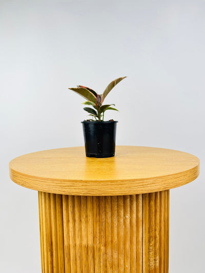 Ficus Elastica Tineke | Uprooted
