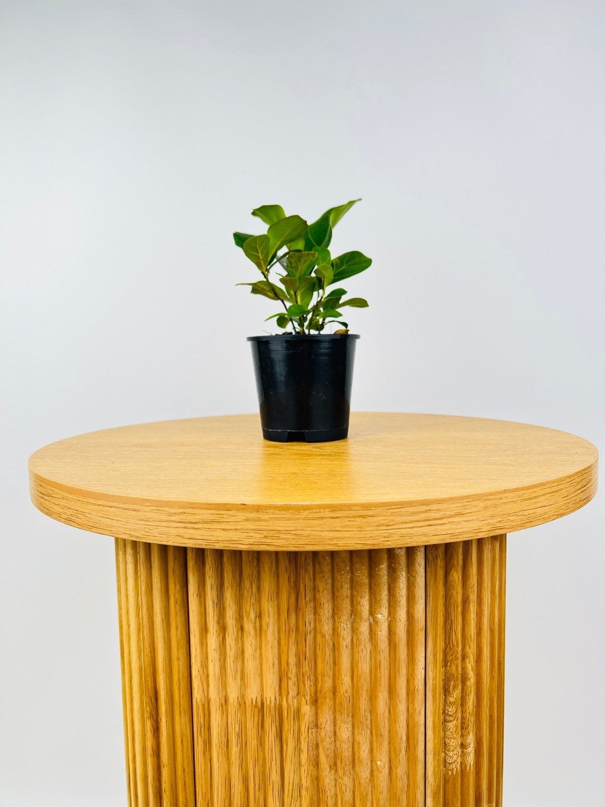 Ficus Lyrata Bambino | Uprooted