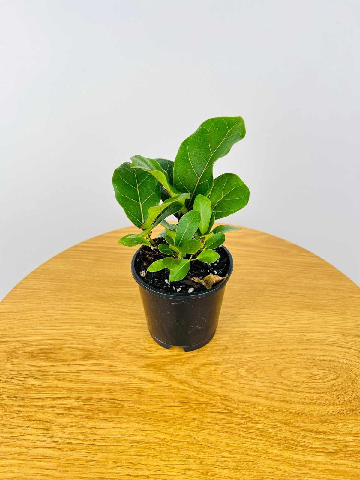 Ficus Lyrata Bambino | Uprooted