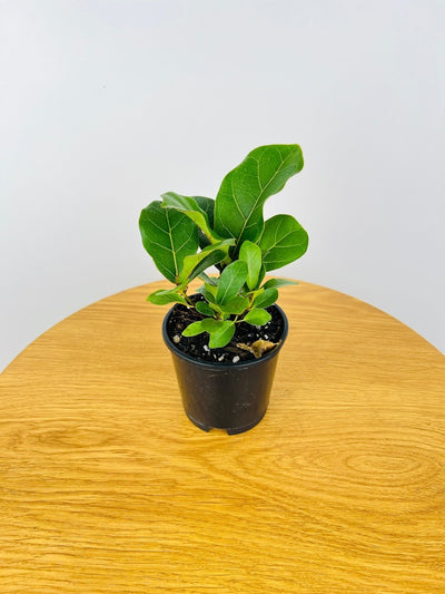 Ficus Lyrata Bambino | Uprooted
