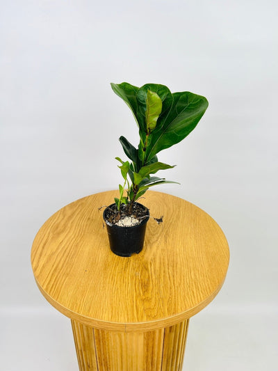 Ficus Lyrata Bambino | Uprooted