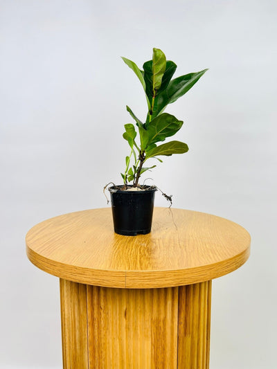 Ficus Lyrata Bambino | Uprooted