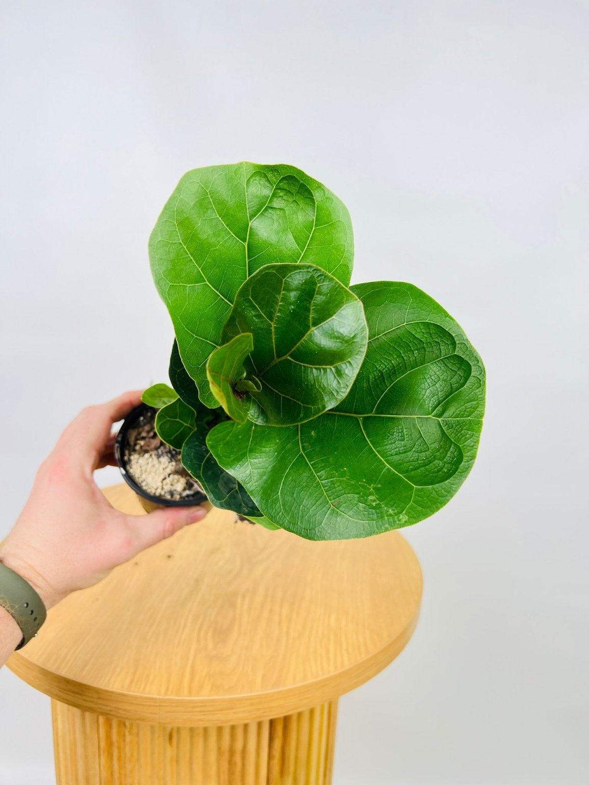 Ficus Lyrata Bambino | Uprooted