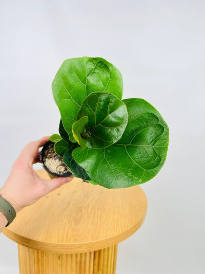 Ficus Lyrata Bambino | Uprooted