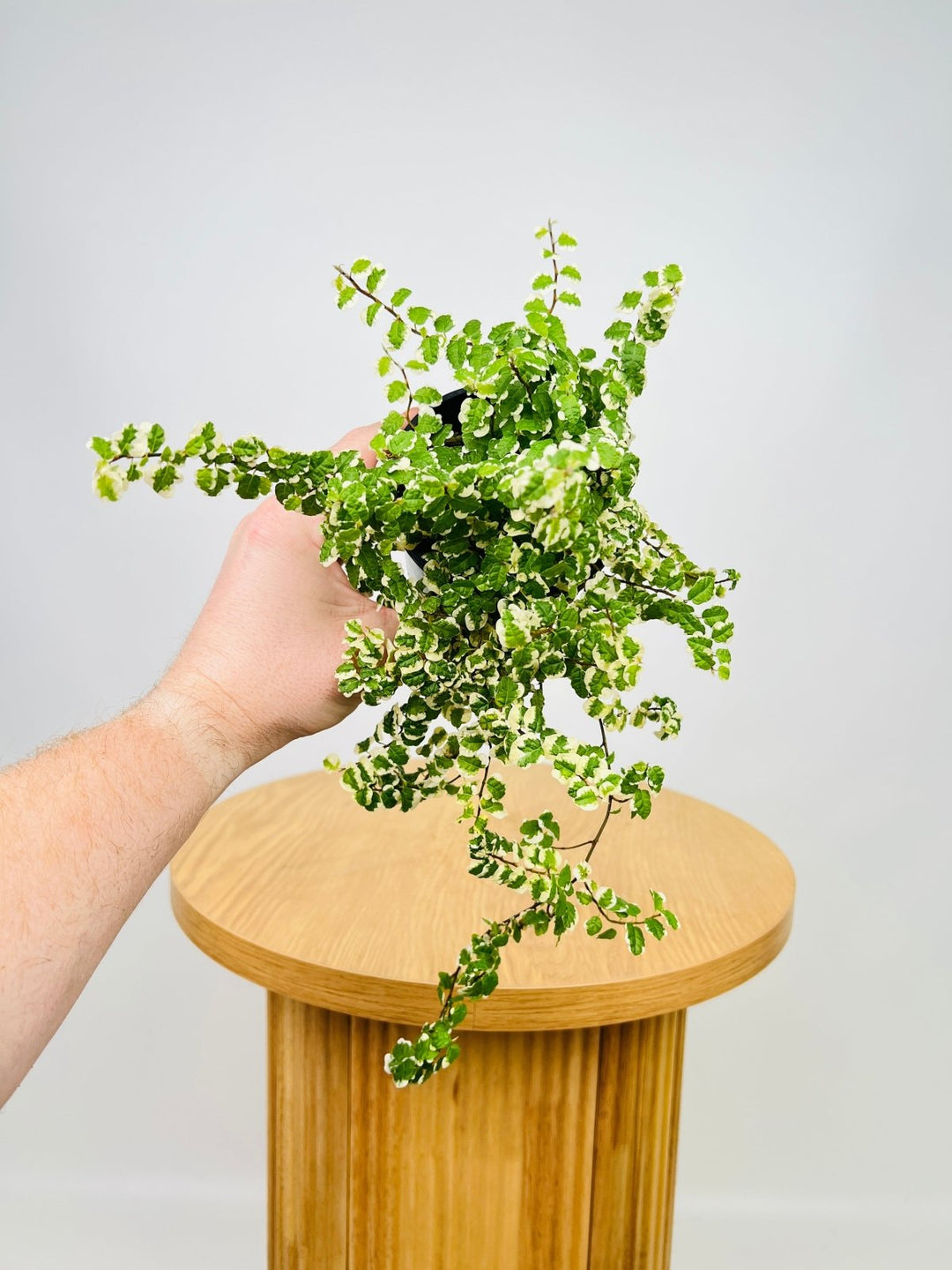 Curly Ficus Ficus Pumila Curly | Uprooted | Buy Plants Online Australia