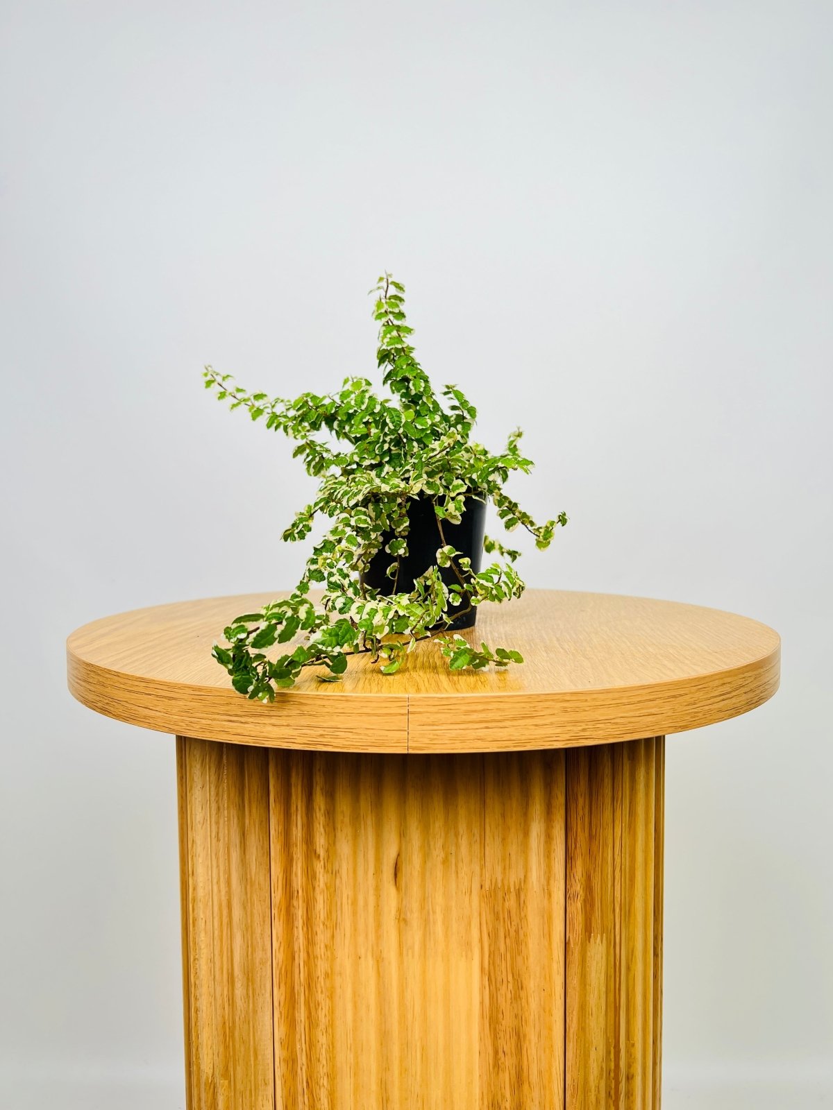 Curly Ficus Ficus Pumila Curly | Uprooted | Buy Plants Online Australia
