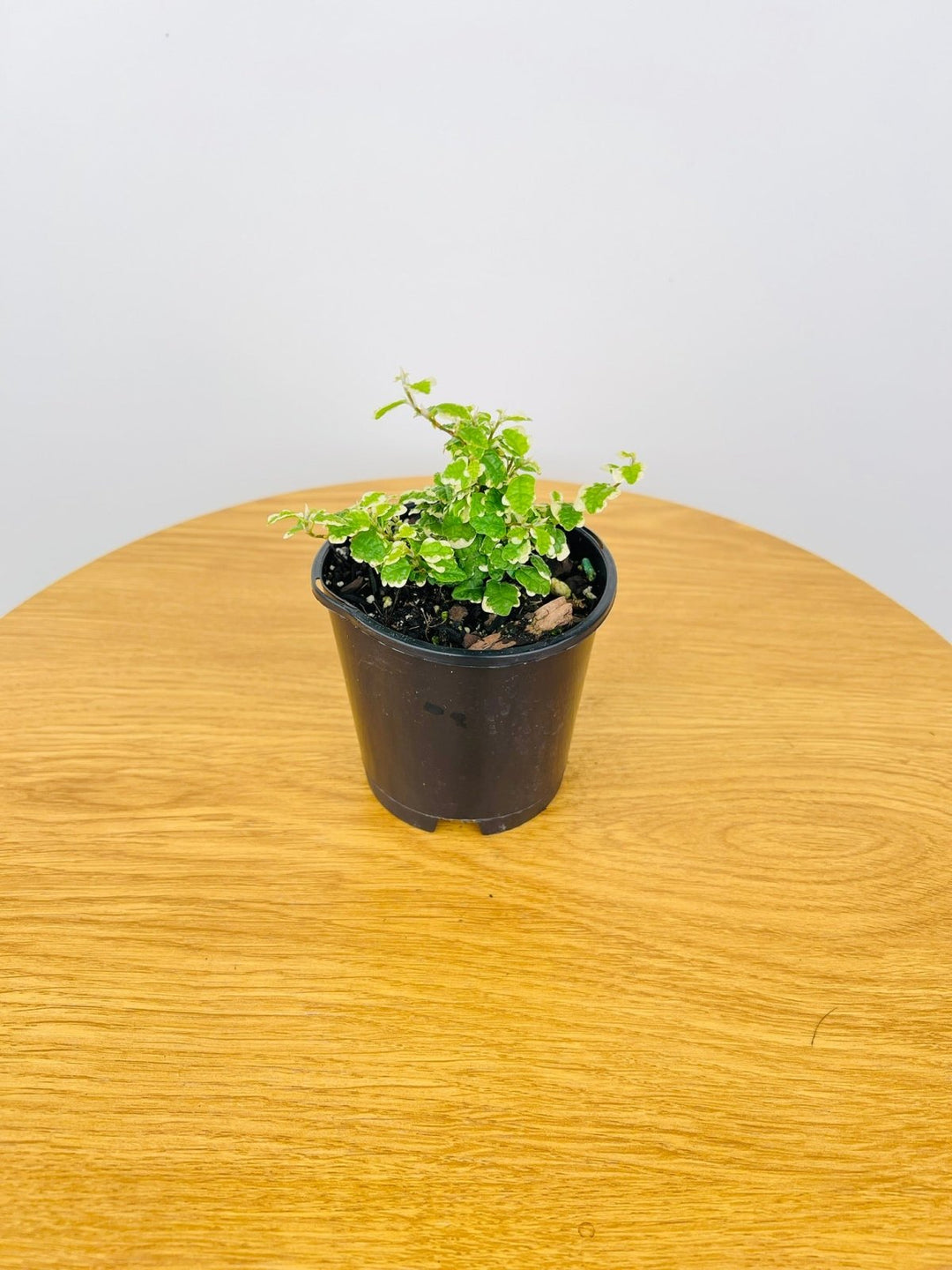 Curly Ficus Ficus Pumila Curly | Uprooted | Buy Plants Online Australia