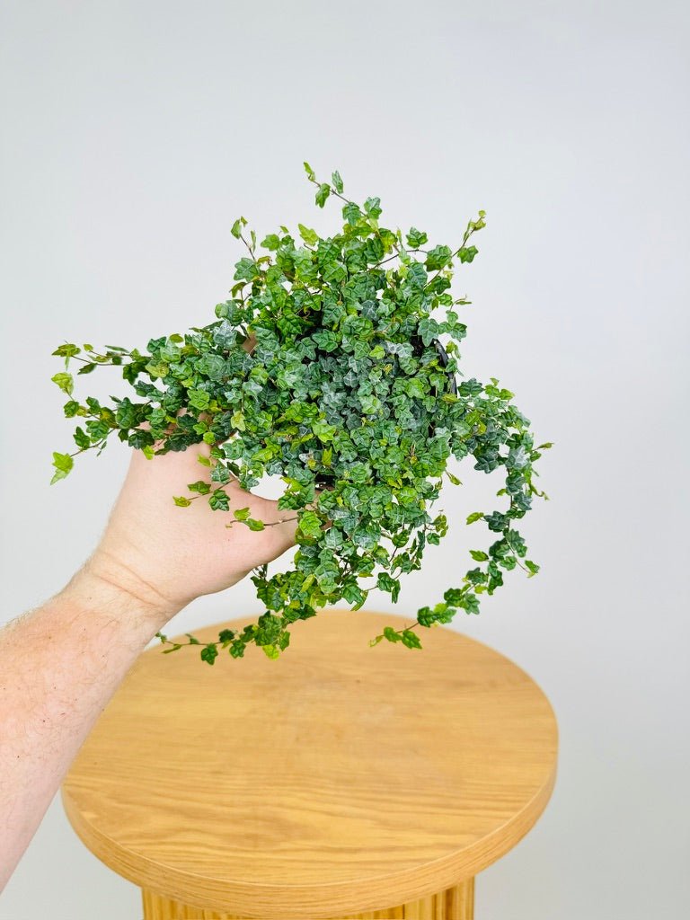 Ficus Pumila - Quercifolia Minima | Uprooted