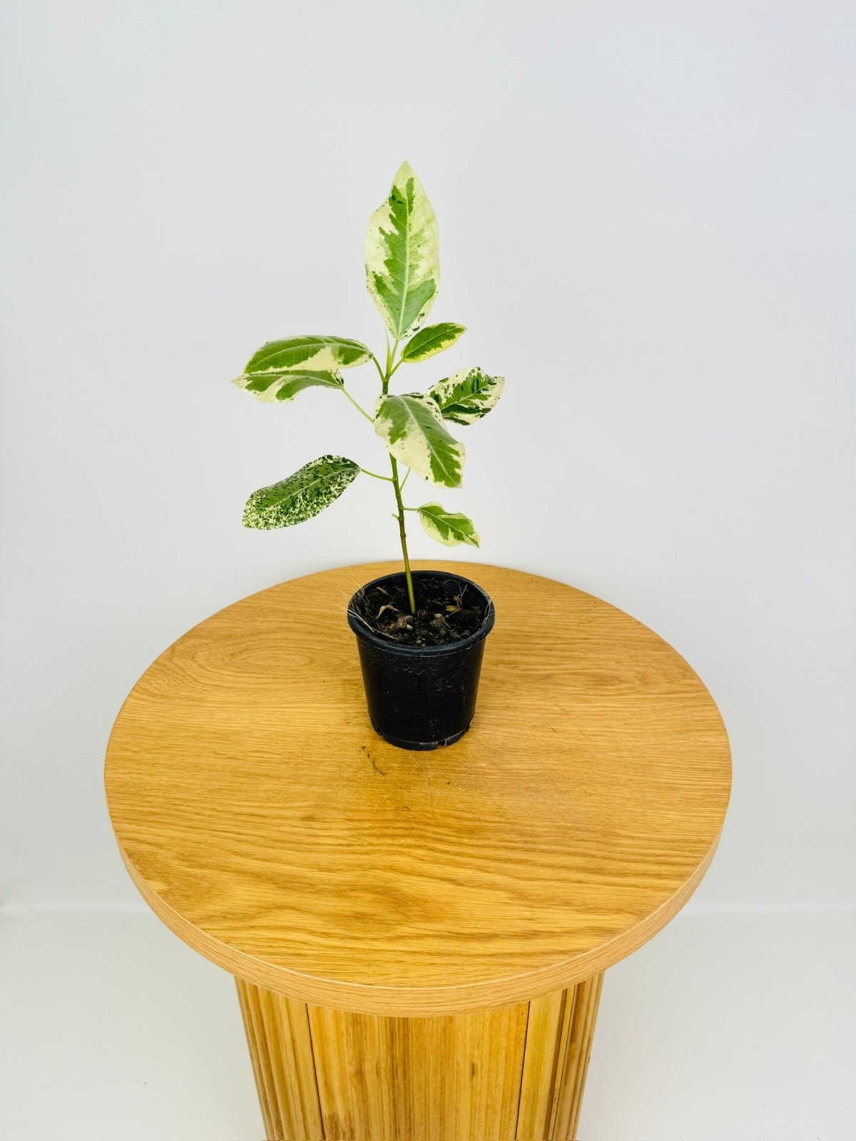 Ficus Rubiginosa Variegata | Uprooted