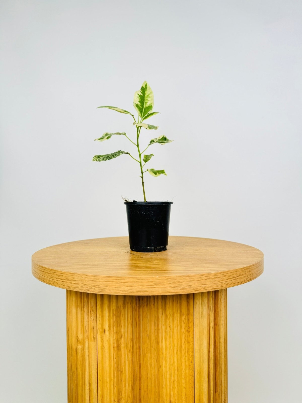 Ficus Rubiginosa Variegata | Uprooted