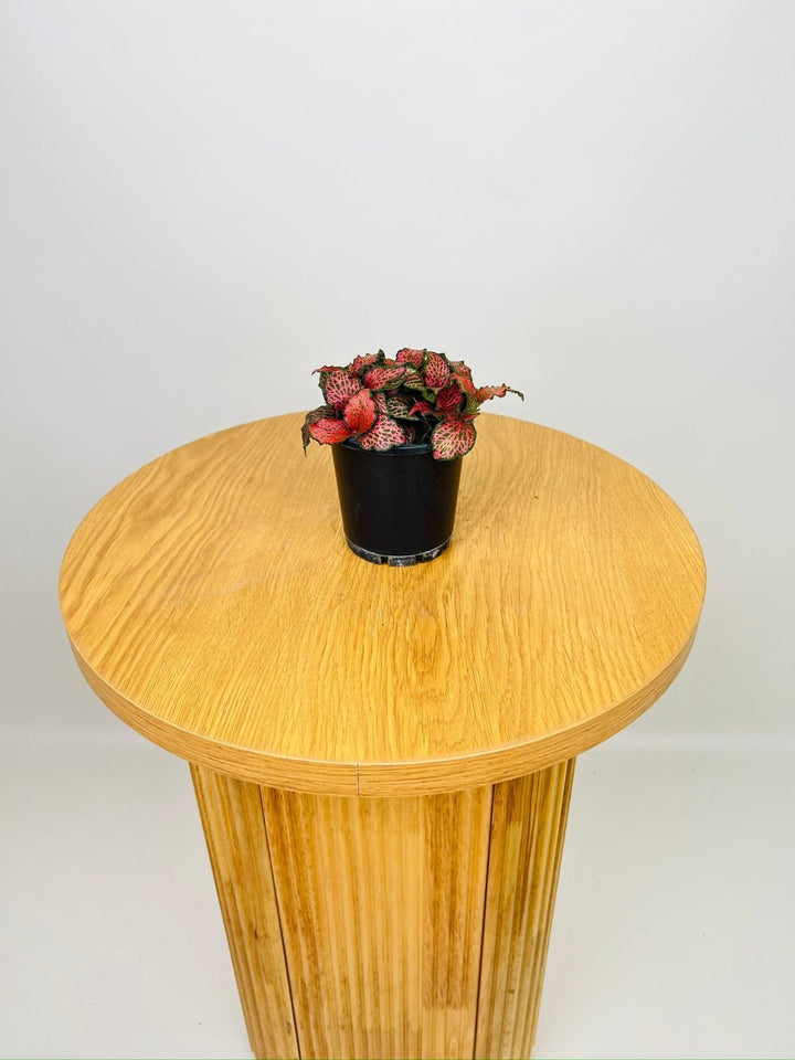 Fittonia Albivenis - Firetail | Uprooted