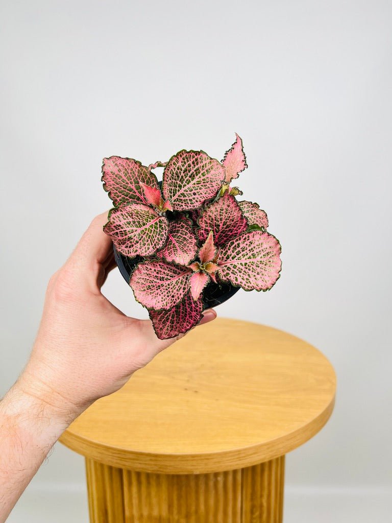 Fittonia Albivenis - Pink Anne | Uprooted