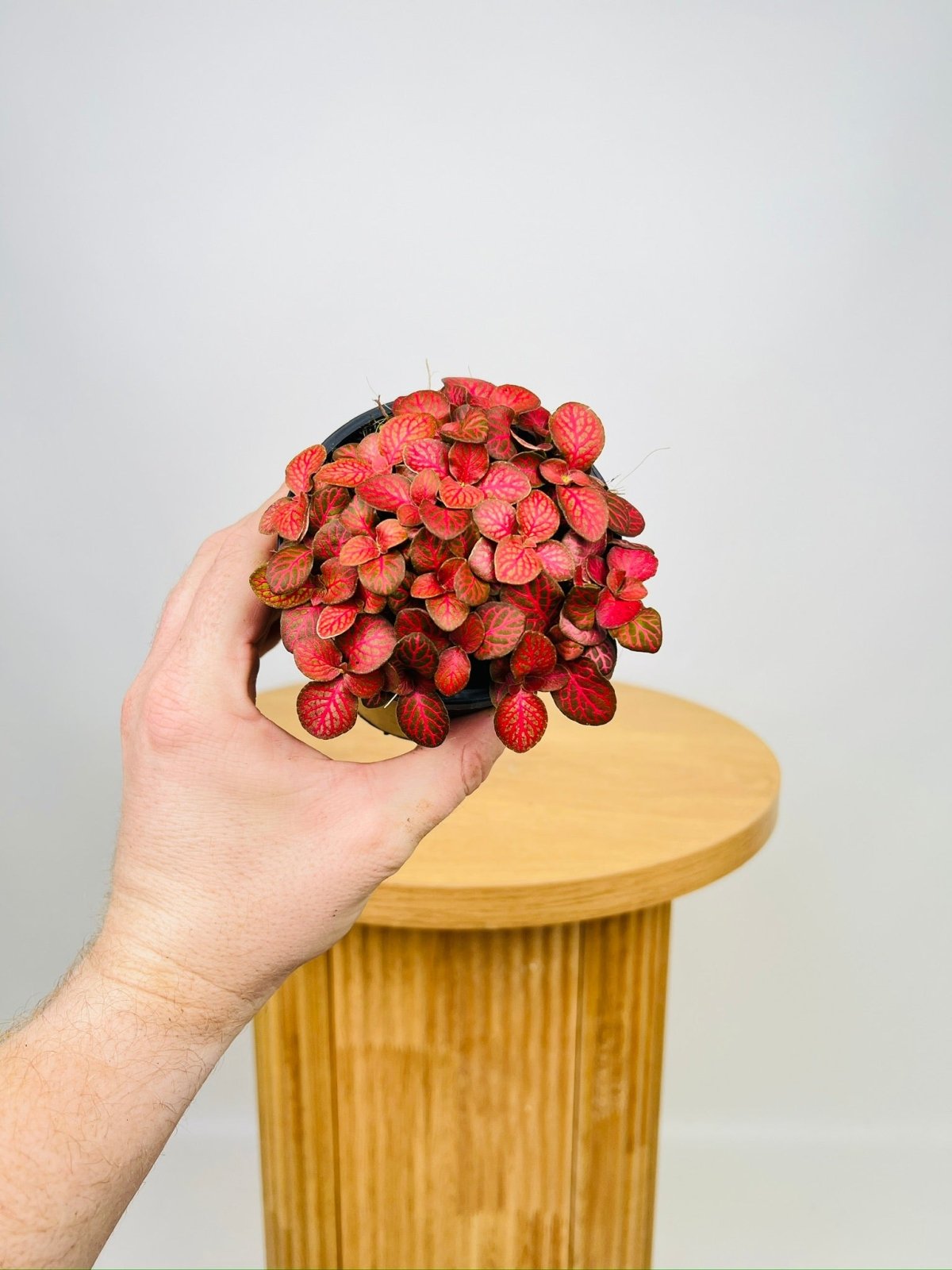 Fittonia Albivenis - Red Flame | Uprooted