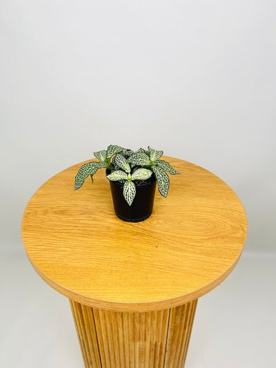 Fittonia Albivenis - White Anne | Uprooted