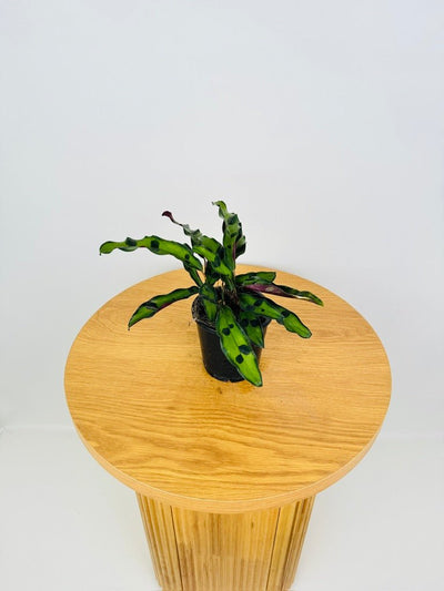 Goeppertia [Calathea] Insignis Sport | Uprooted