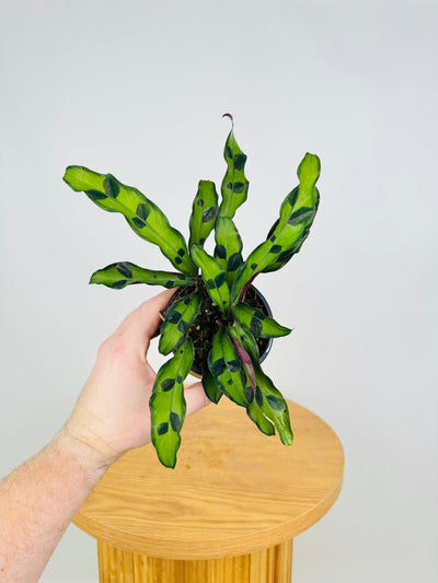 Goeppertia [Calathea] Insignis Sport | Uprooted