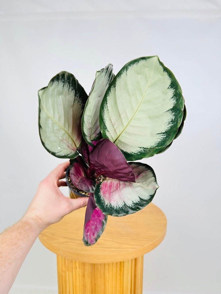 Goeppertia [Calathea] Roseopicta - Rosy Silver | Uprooted