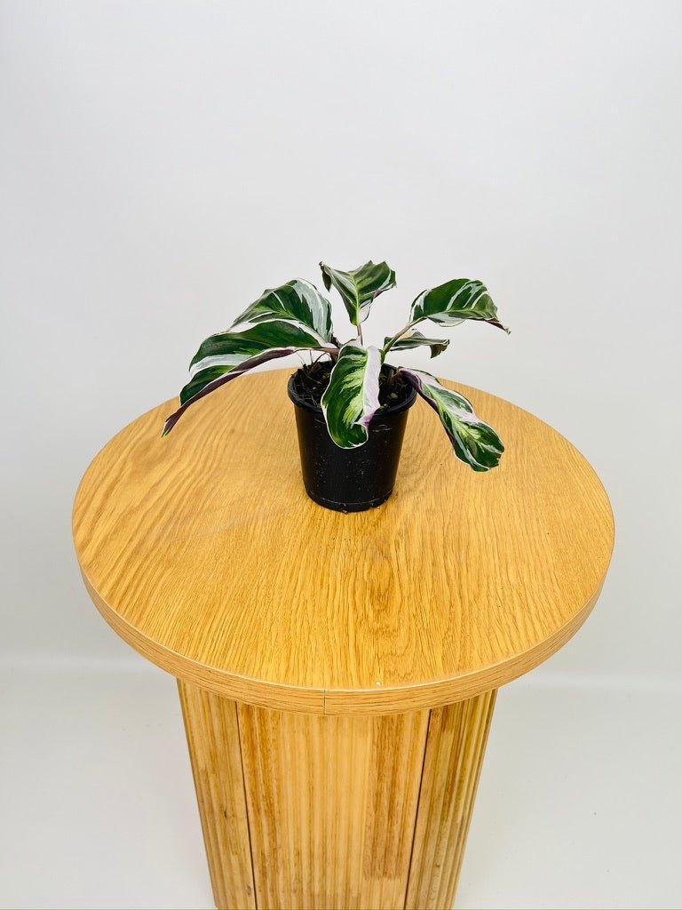 Goeppertia Lietzei - White Fusion | Uprooted