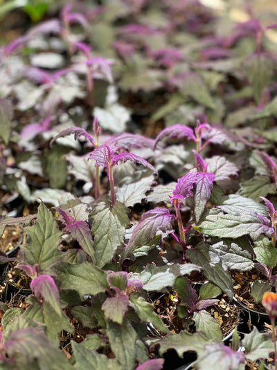 Gynura Aurantiaca - Purple Velvet | Uprooted