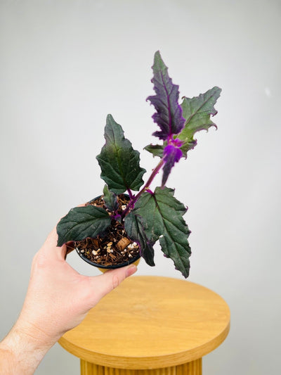 Gynura Aurantiaca - Purple Velvet | Uprooted