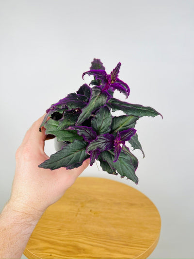 Gynura Aurantiaca - Purple Velvet | Uprooted