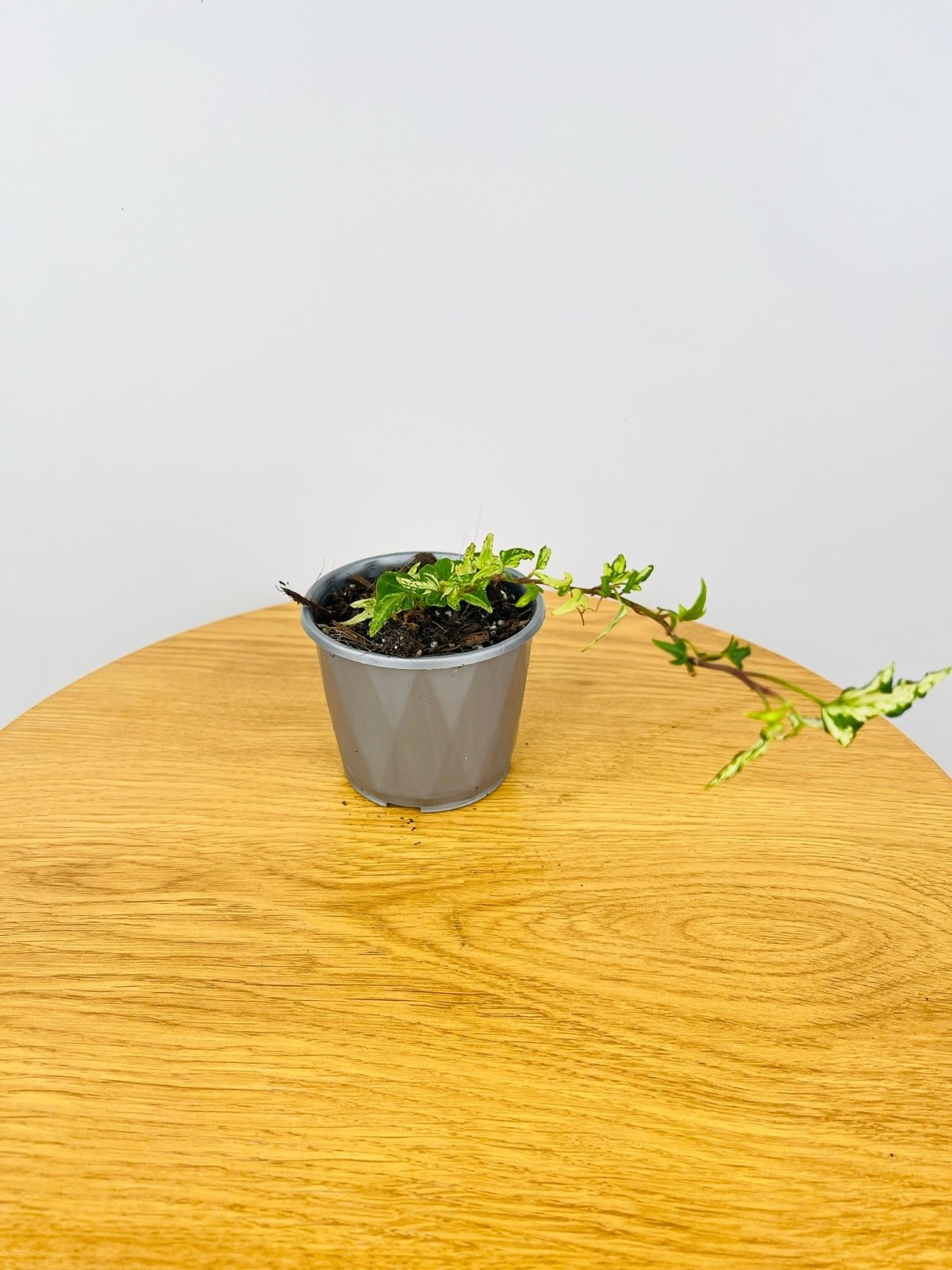 Hedera Marmorata Marble | Uprooted