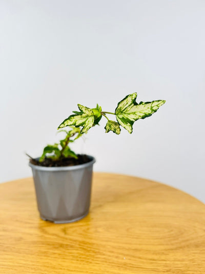 Hedera Marmorata Marble | Uprooted