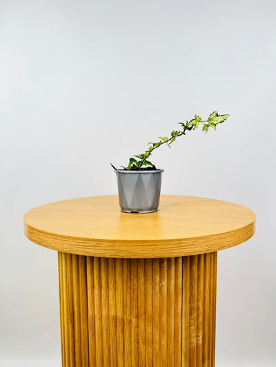 Hedera Marmorata Marble | Uprooted