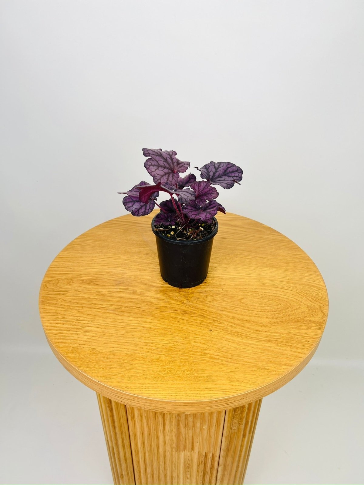 Heuchera Forever Purple | Uprooted