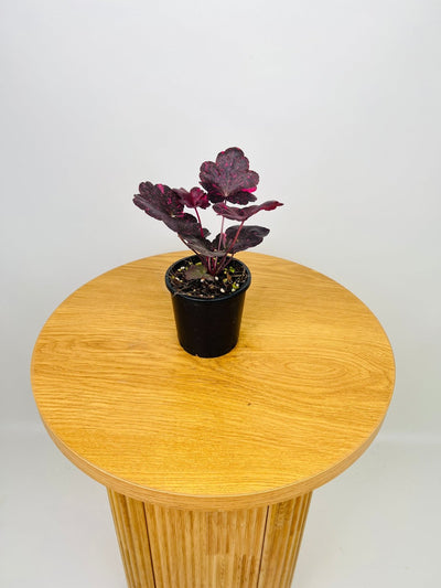 Heuchera Midnight Rose | Uprooted