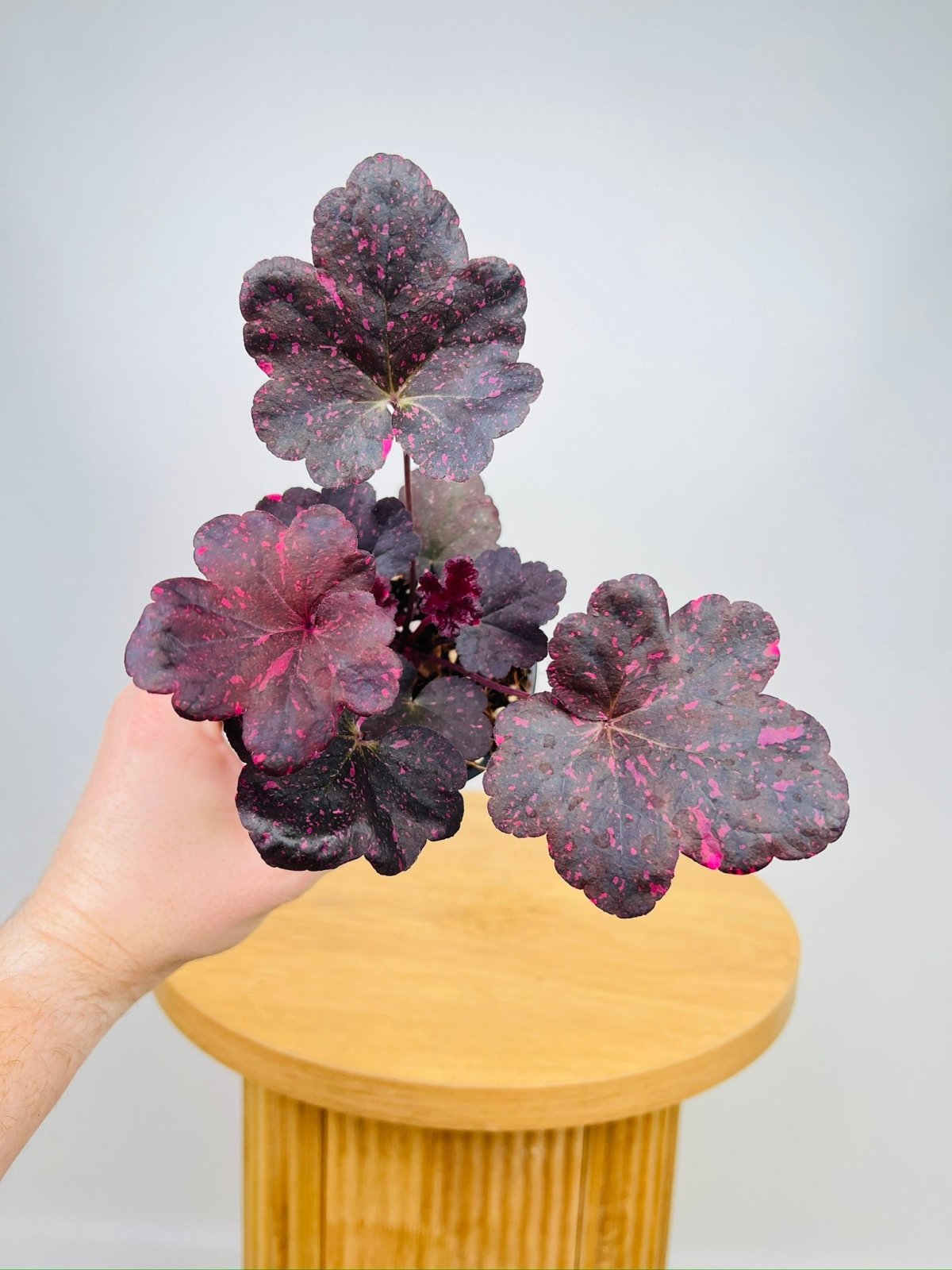 Heuchera Midnight Rose | Uprooted