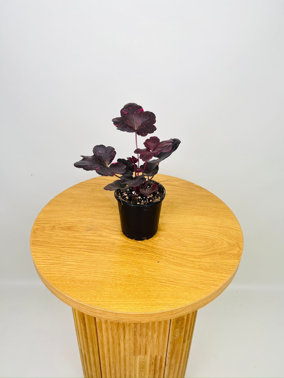 Heuchera Midnight Rose | Uprooted