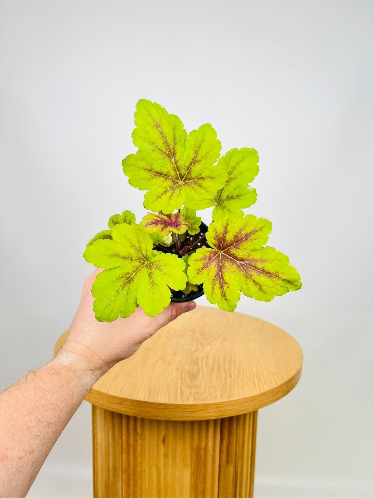 Heuchera Sanguinea - Gold Zebra | Uprooted