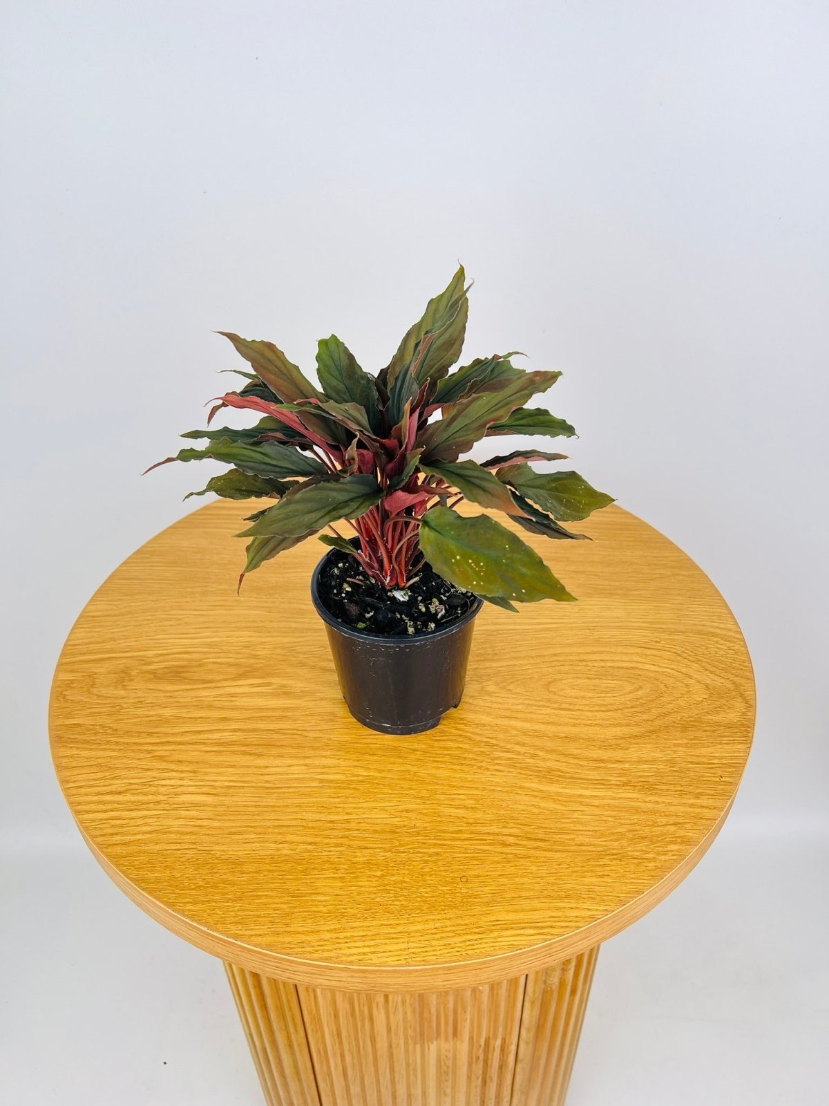 Homalomena Humilis Dark Form | Uprooted