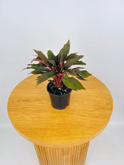 Homalomena Humilis Dark Form | Uprooted