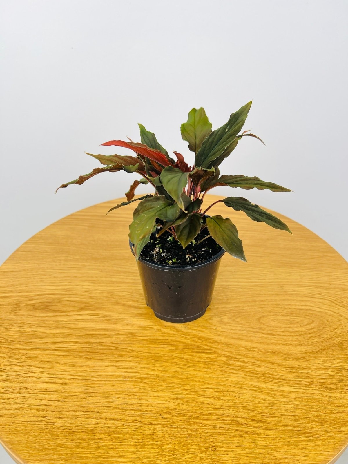 Homalomena Humilis Dark Form | Uprooted