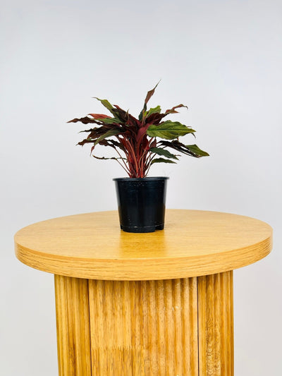 Homalomena Humilis Dark Form | Uprooted
