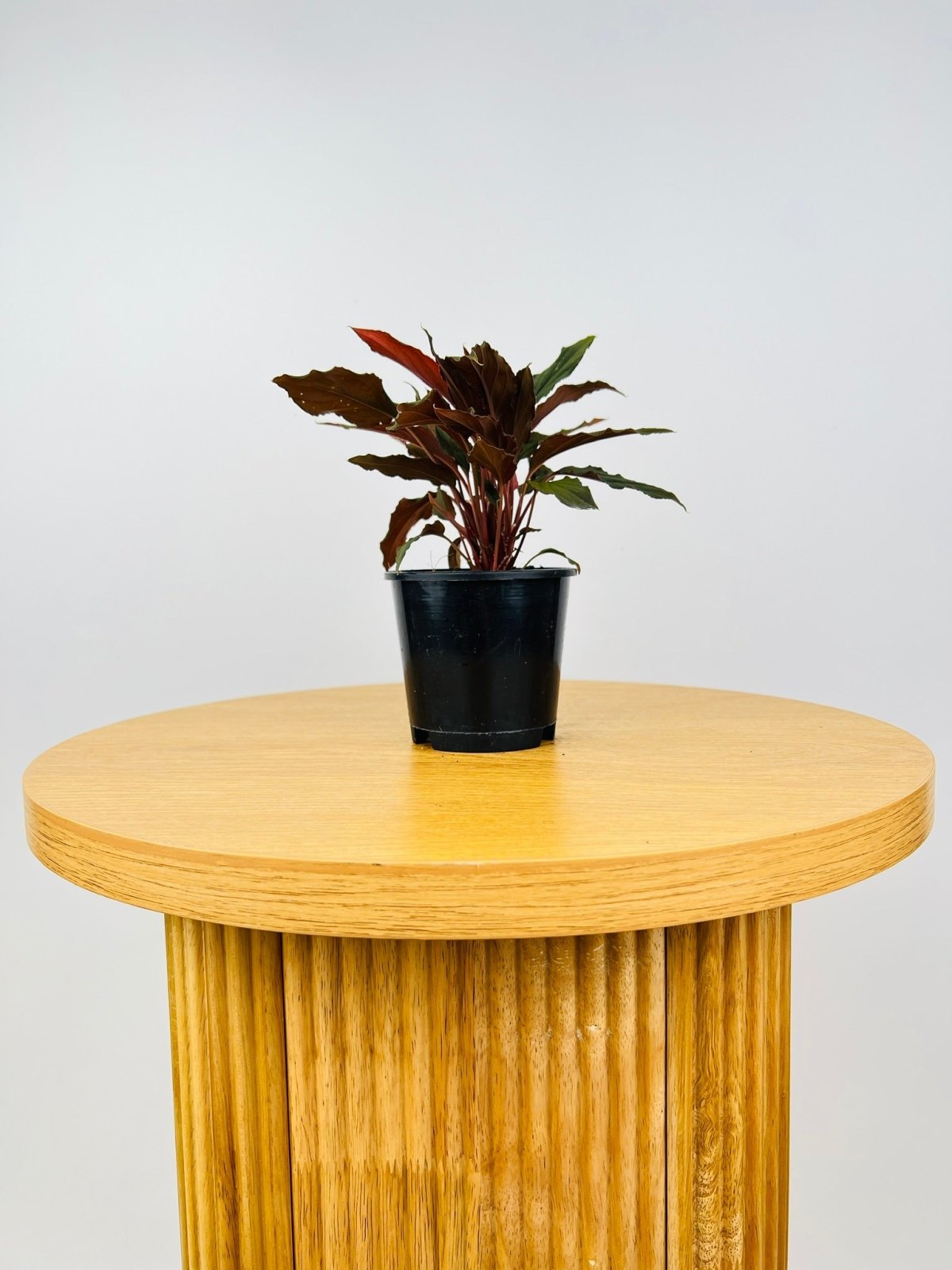 Homalomena Humilis Dark Form | Uprooted