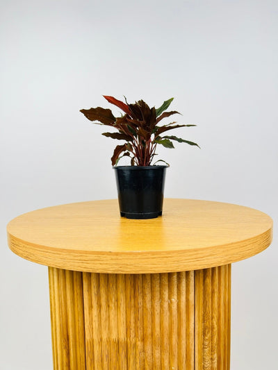 Homalomena Humilis Dark Form | Uprooted