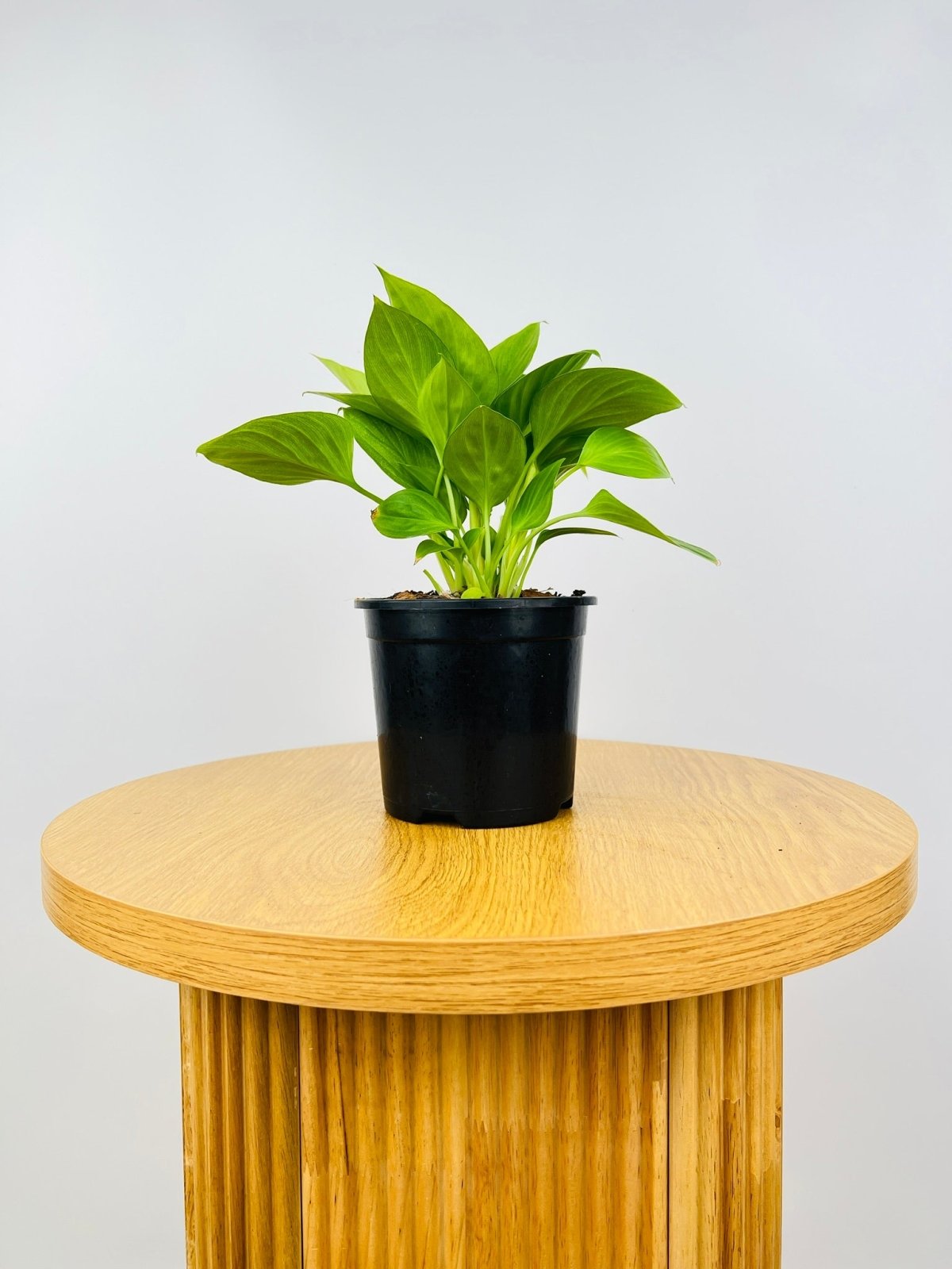 Homalomena Sunshine Gem | Uprooted