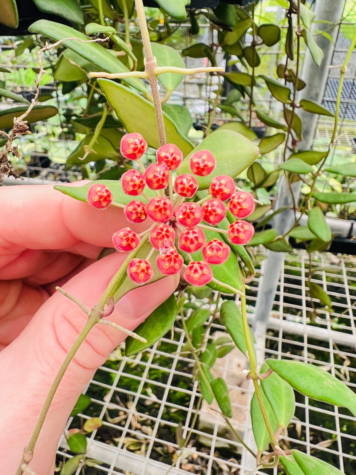 Hoya Honey Dew | Uprooted