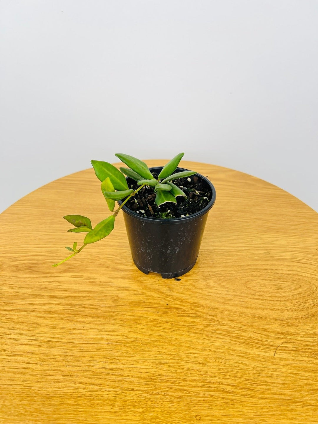 honey plant indoor Hoya Honey Dew | Uprooted