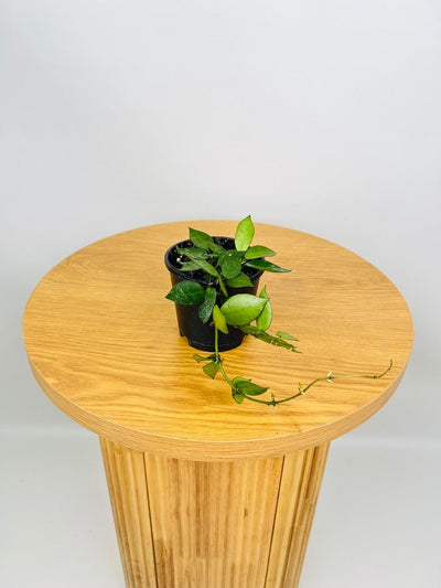 Hoya Krohniana | Uprooted