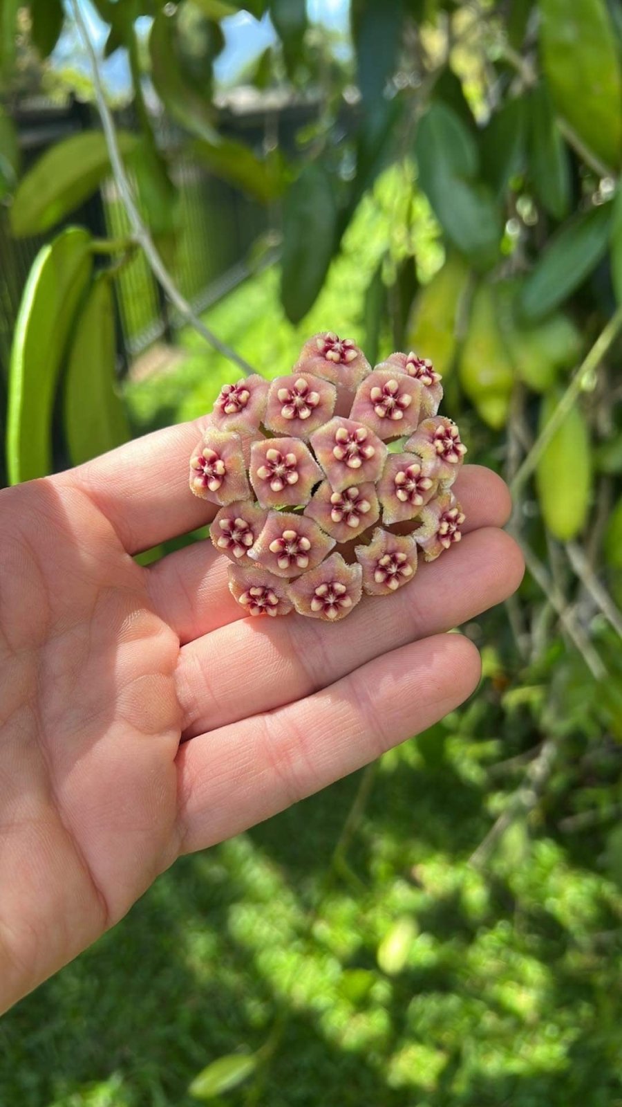 Hoya Meliflua | Uprooted